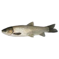 Белый  амур  живой
