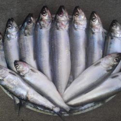 Сельдь